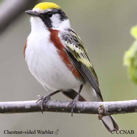 Birds of North America