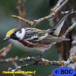 Chestnut-sided Warbler
