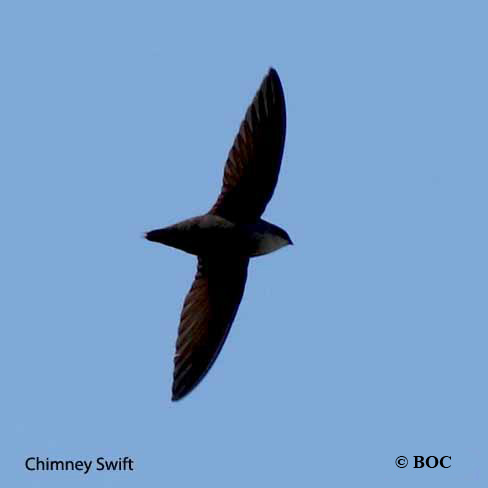 BOC