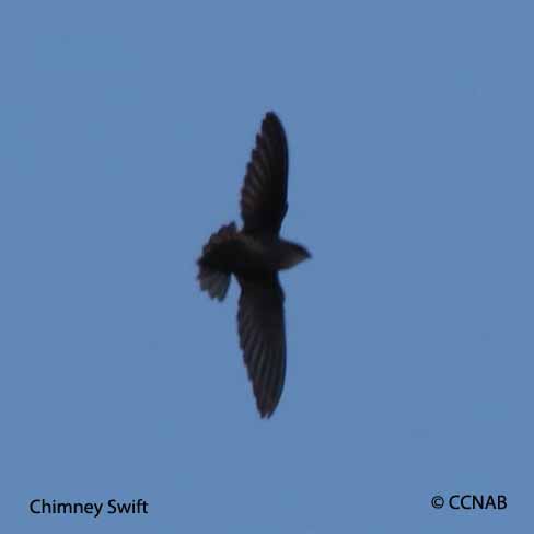 swifts