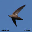 Chimney Swift