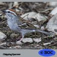 Chipping Sparrow