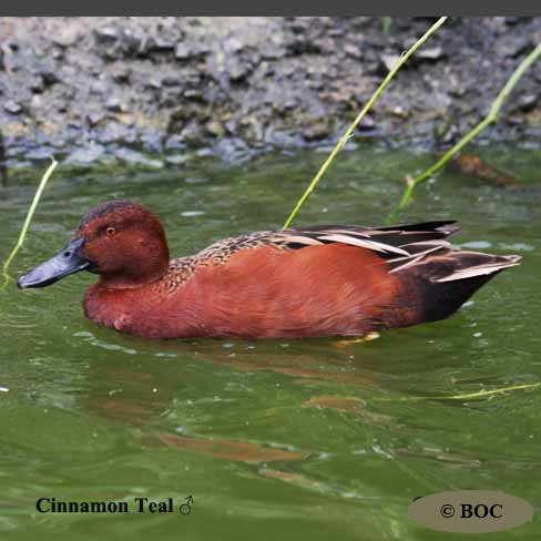 Birds of Cuba