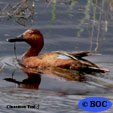 Cinnamon Teal