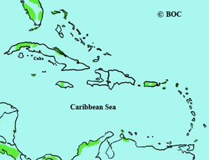Cinnamon Teal range map