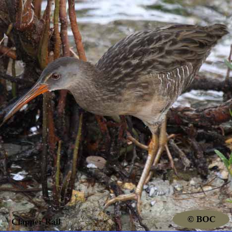 Birds of Cuba