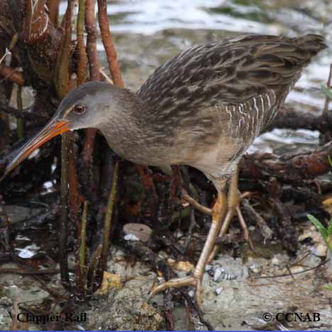 Birds of Cuba