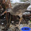 Clapper Rail