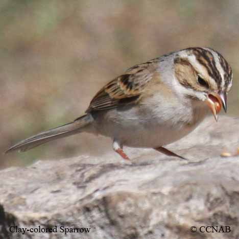 Clay-colored Sparrow