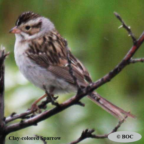 Birds of Cuba