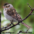 Clay-colored Sparrow