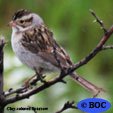 Clay-colored Sparrow