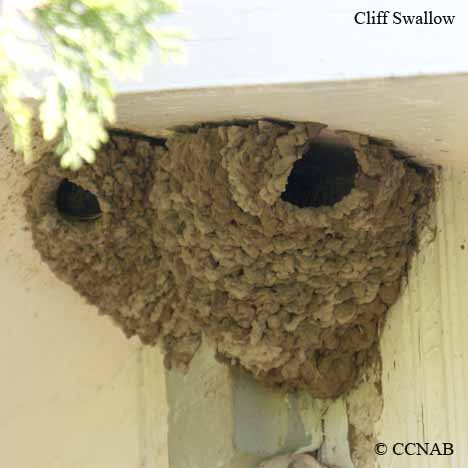 Cliff Swallow