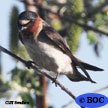 Cliff Swallow