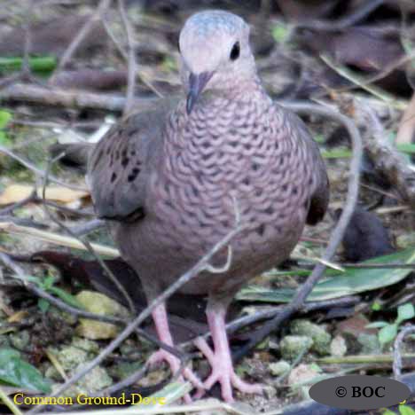 Common Ground-Dove