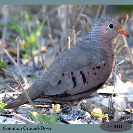Common Ground-Dove
