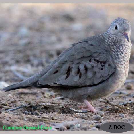 Common Ground-Dove