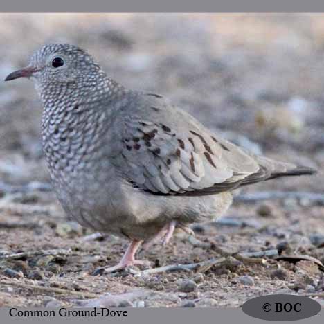 Common Ground-Dove