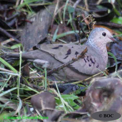 Birds of Cuba