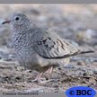 Common Ground-Dove