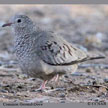 Common Ground-Dove