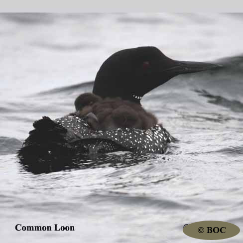 Birds of Cuba
