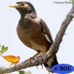 Common Myna