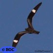 Common Nighthawk