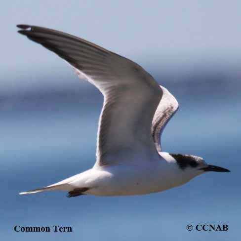 Common Tern