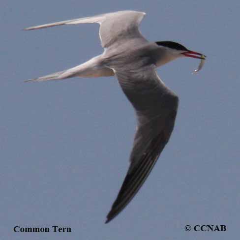 Common Tern