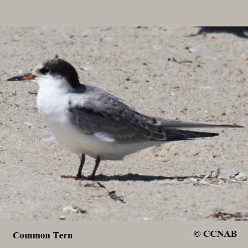 Common Tern