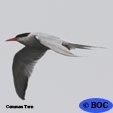 Common Tern