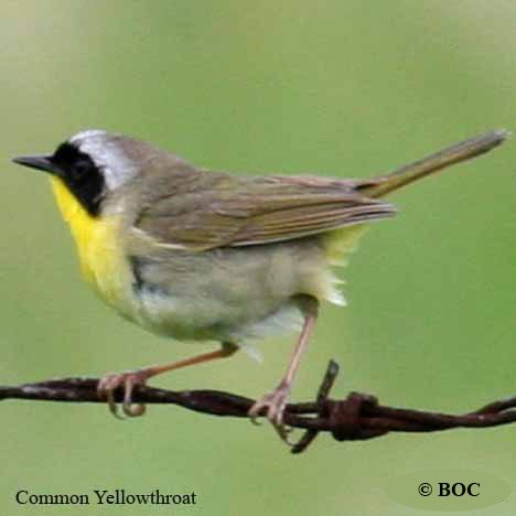 Birds of Cuba