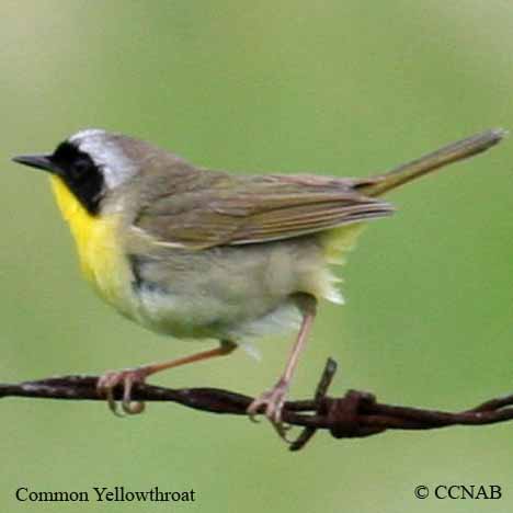 Birds of Cuba