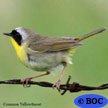 Common Yellowthroat
