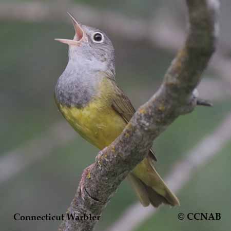 Connecticut Warbler