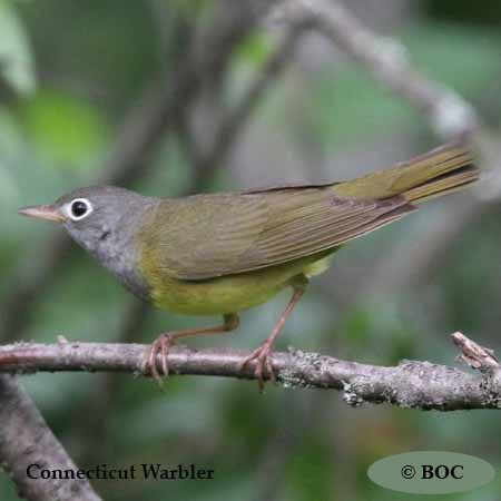 Birds of Cuba