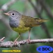 Connecticut Warbler