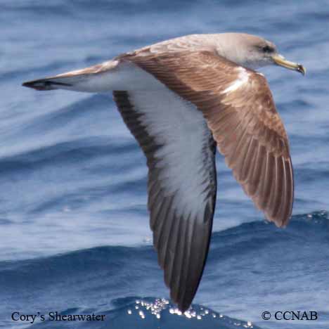 Cory's Shearwater