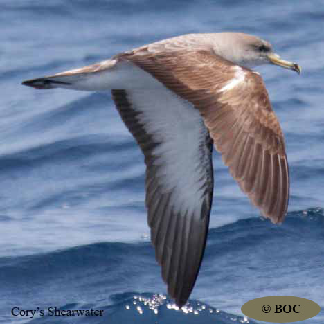 Cory's Shearwater