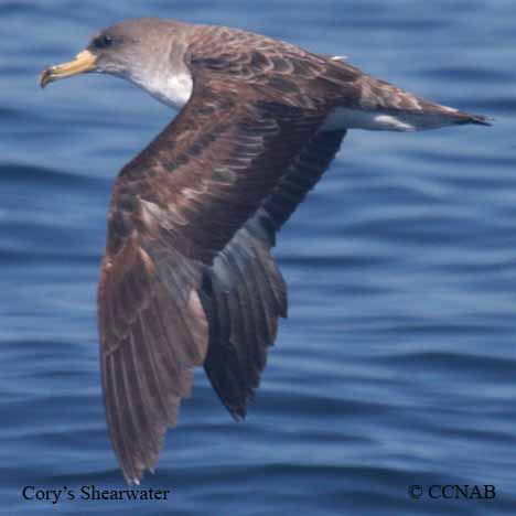 Cory's Shearwater