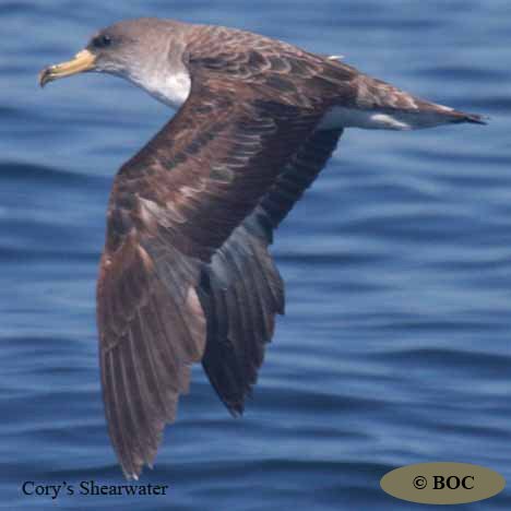 Cory's Shearwater