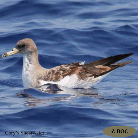 Birds of Cuba