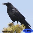 Crows