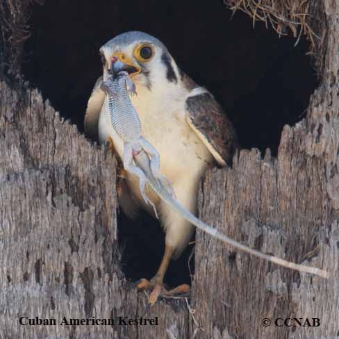 Cuban American Kestrel