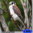 Cuban American Kestrel