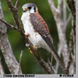 Cuban American Kestrel