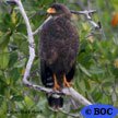 Cuban Black-Hawk