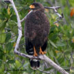 Cuban Black-Hawk