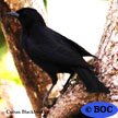 Cuban Blackbird